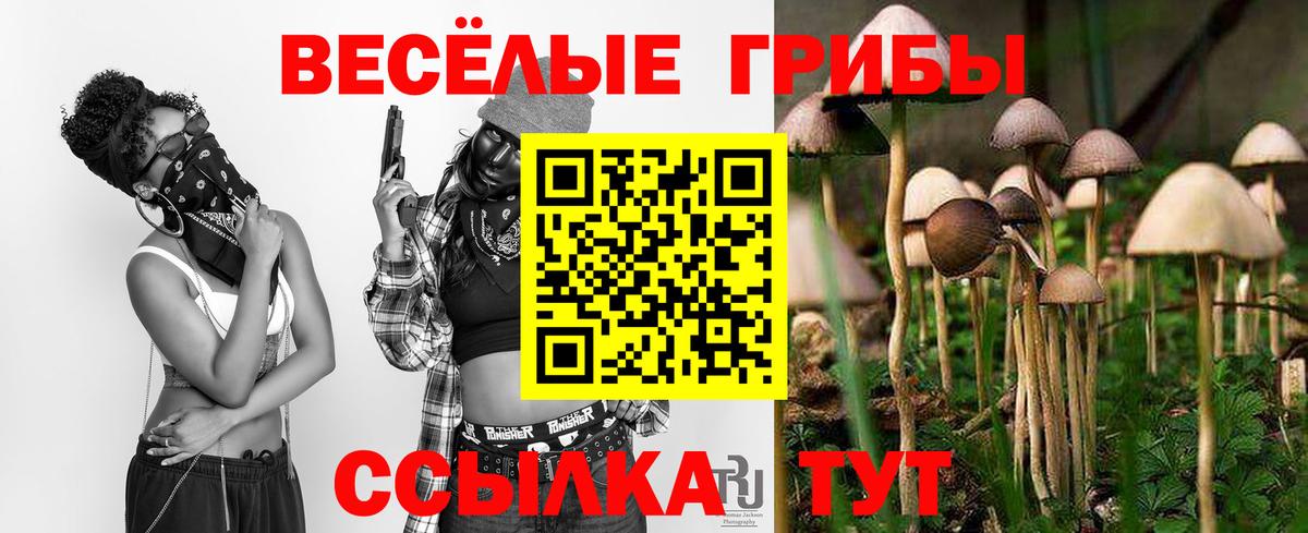 Псилоцибиновые грибы Psilocybe Саранск